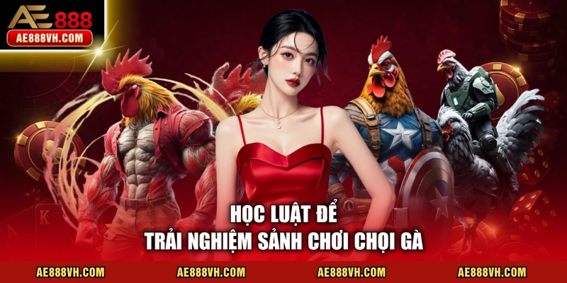 Học luật để trải nghiệm sảnh chơi chọi gà